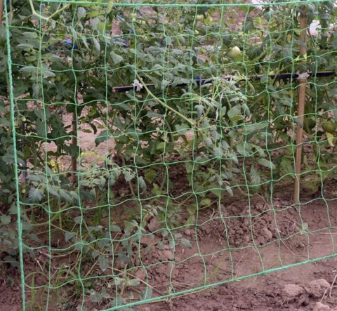 Siatka do Roślin Podpora Podtrzymywania 2x20m na Ogórki Pnącza Fasoli Pnące