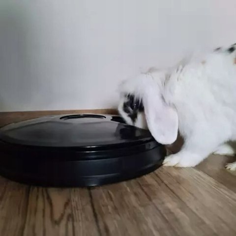 Dozownik Podajnik Karmy Automat dla Psa Kota Miska