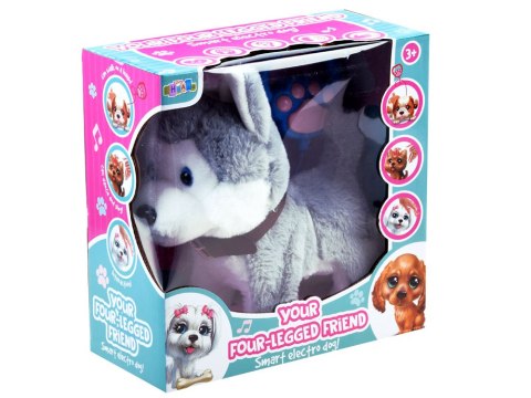 INTERAKTYWNY PIESEK HUSKY CHODZI NA SMYCZY SZCZEKA INTERAKTYWNY PIESEK HUSKY CHODZI NA SMYCZY SZCZEKA