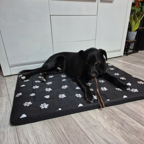 BEMI DUŻE XXL LEGOWISKO DLA PSA WODOODPORNE MIĘKKIE MATERAC PODUSZKA BEMI DUŻE XXL LEGOWISKO DLA PSA WODOODPORNE MIĘKKIE MATERAC PODUSZKA