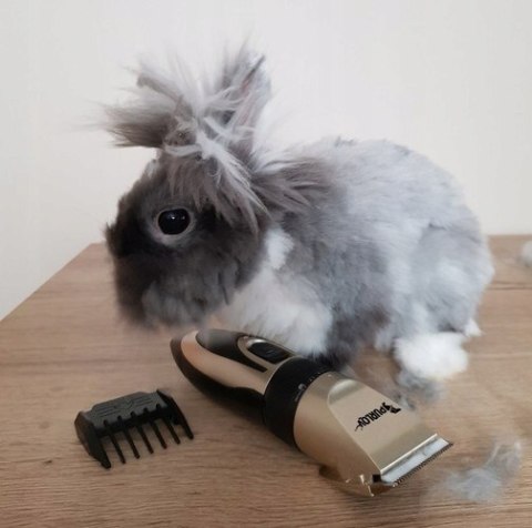 Cicha Bezprzewodowa Maszynka do Strzyżenia Psów Zwierząt Mocna Cicha Bezprzewodowa Maszynka do Strzyżenia Psów Zwierząt Mocna