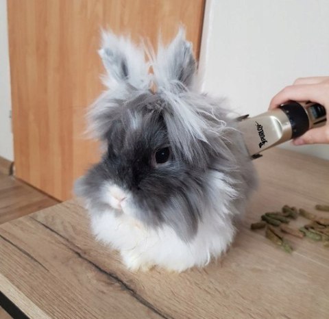 Cicha Bezprzewodowa Maszynka do Strzyżenia Psów Zwierząt Mocna Cicha Bezprzewodowa Maszynka do Strzyżenia Psów Zwierząt Mocna