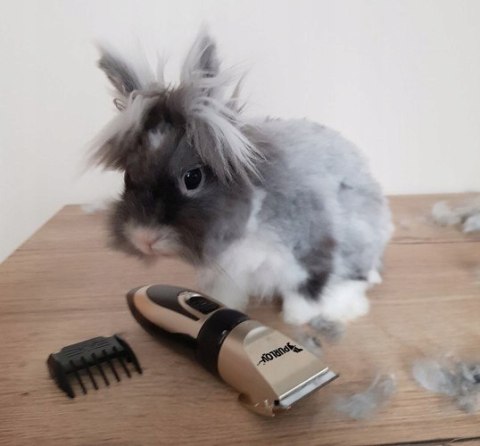 Cicha Bezprzewodowa Maszynka do Strzyżenia Psów Zwierząt Mocna Cicha Bezprzewodowa Maszynka do Strzyżenia Psów Zwierząt Mocna