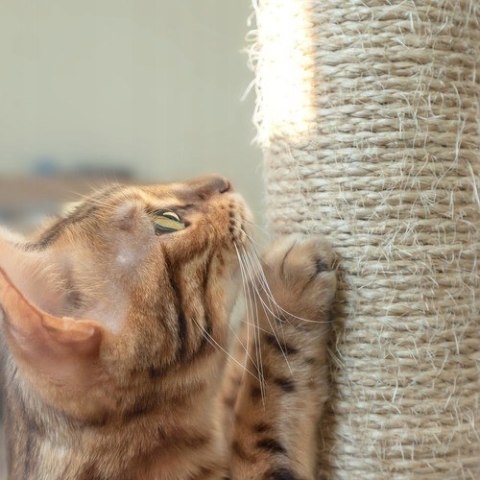 Drzewko Drapak dla Kota Legowisko Domek Słupek 4 Poziomy 71cm Szare