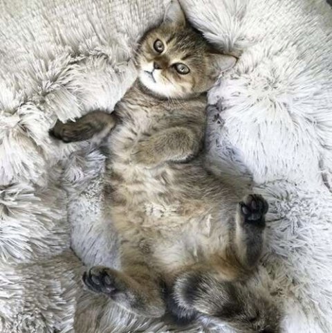 Legowisko dla Psa Kota Włochate Miękkie Puszyste Kojec Okrągłe 60cm Legowisko dla Psa Kota Włochate Miękkie Puszyste Kojec Okrągłe 60cm