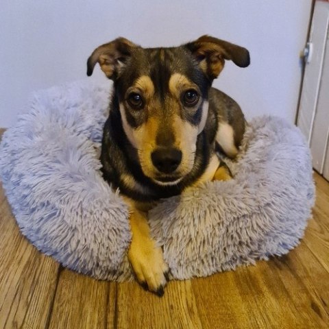 Legowisko dla Psa Kota Włochate Miękkie Puszyste Kojec Okrągłe 60cm Legowisko dla Psa Kota Włochate Miękkie Puszyste Kojec Okrągłe 60cm