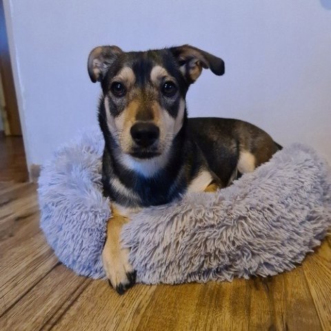 Legowisko dla Psa Kota Włochate Miękkie Puszyste Kojec Okrągłe 60cm Legowisko dla Psa Kota Włochate Miękkie Puszyste Kojec Okrągłe 60cm