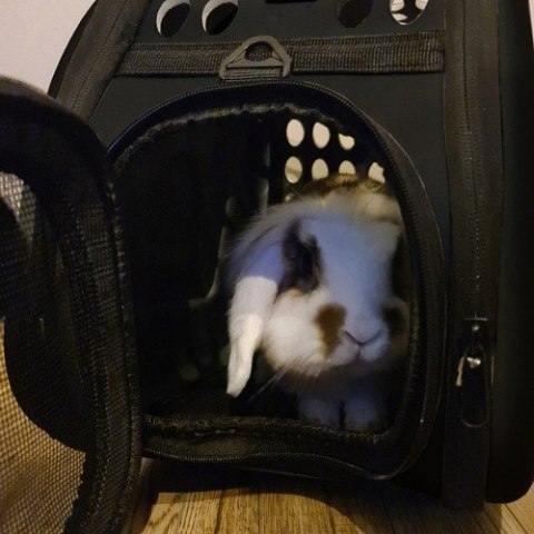 Składany Transporter Torba dla Psa Kota Królika Podróżna Kojec Czarny Składany Transporter Torba dla Psa Kota Królika Podróżna Kojec Czarny